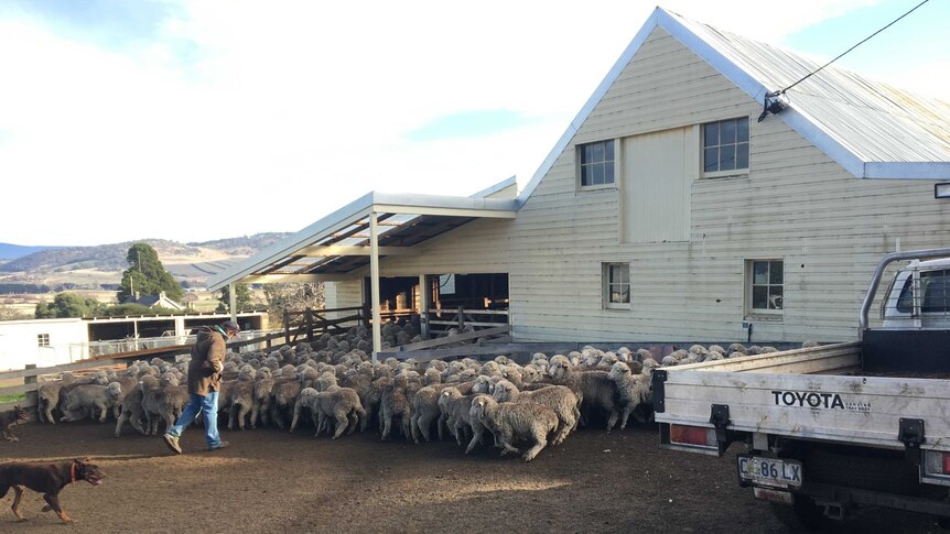 A flock of sheep out the front of a large white shed. A farmer and dog stand to the left, and a ute can be seen on the right.