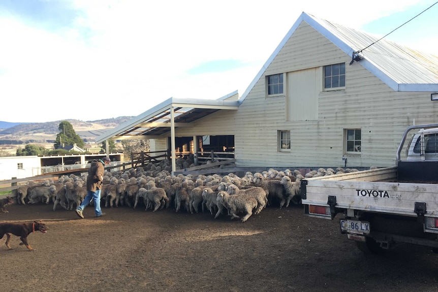 A flock of sheep out the front of a large white shed. A farmer and dog stand to the left, and a ute can be seen on the right.