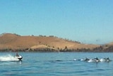 Jet skiers chase a pod of dolphins in Frederick Henry Bay.