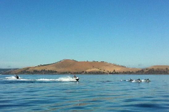 Jet skiers chase a pod of dolphins in Frederick Henry Bay.