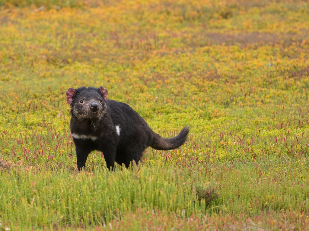 A black tasmanian devil looks to right standing in a field of grass.