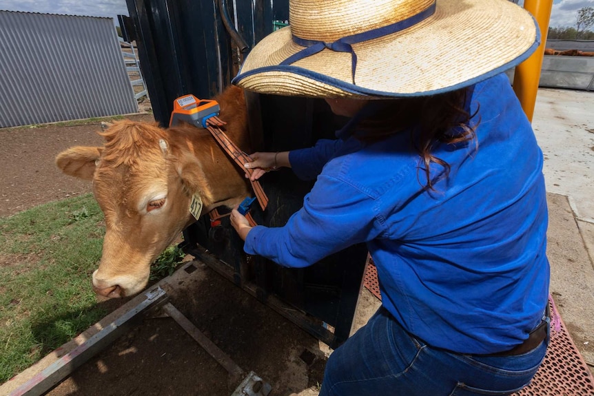 A woman is leaning over a cow in a cattle crush, putting a collar with a solar panel on it.