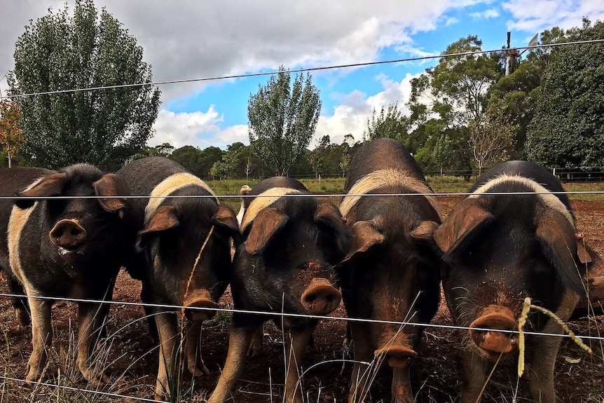 Five brown and white pigs in a paddock waiting to be fed.