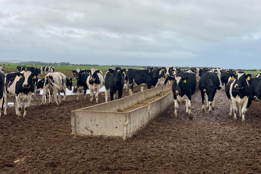 Black and white cows standing near a concrete trough with hay in it