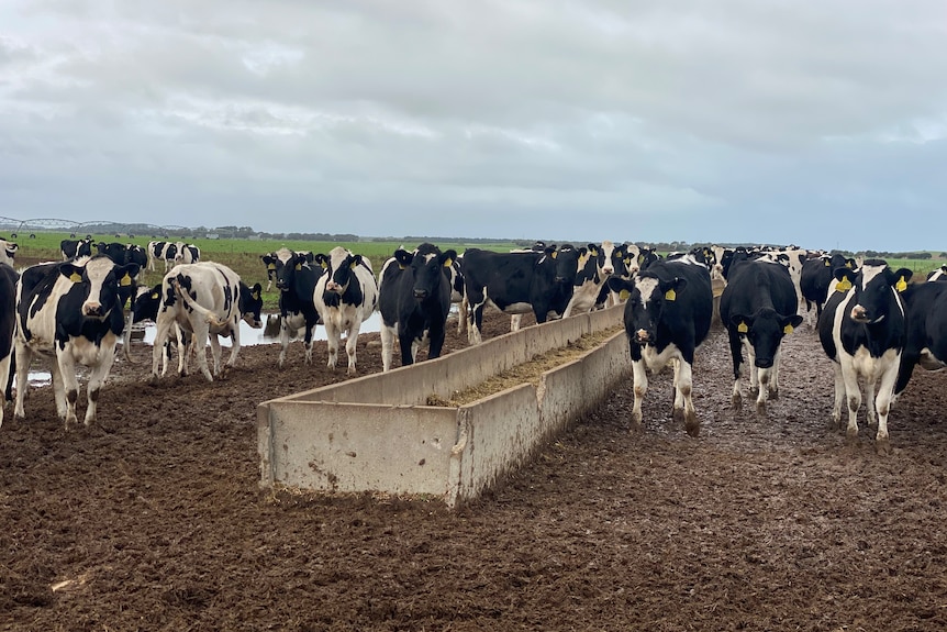 Black and white cows standing near a concrete trough with hay in it