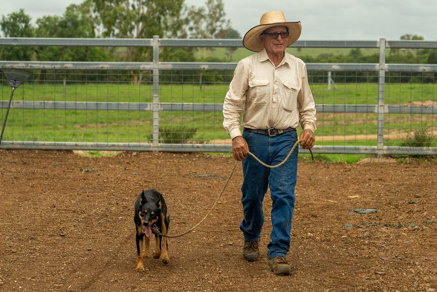 Frank walking black and tan kelpie Annie on a rope, fence and grass behind.