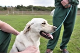 A golden Labrador sits on a green oval surrounded by men in green tracksuit pants.