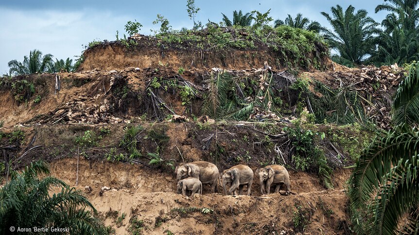 Four elephants walk through cleared rainforest