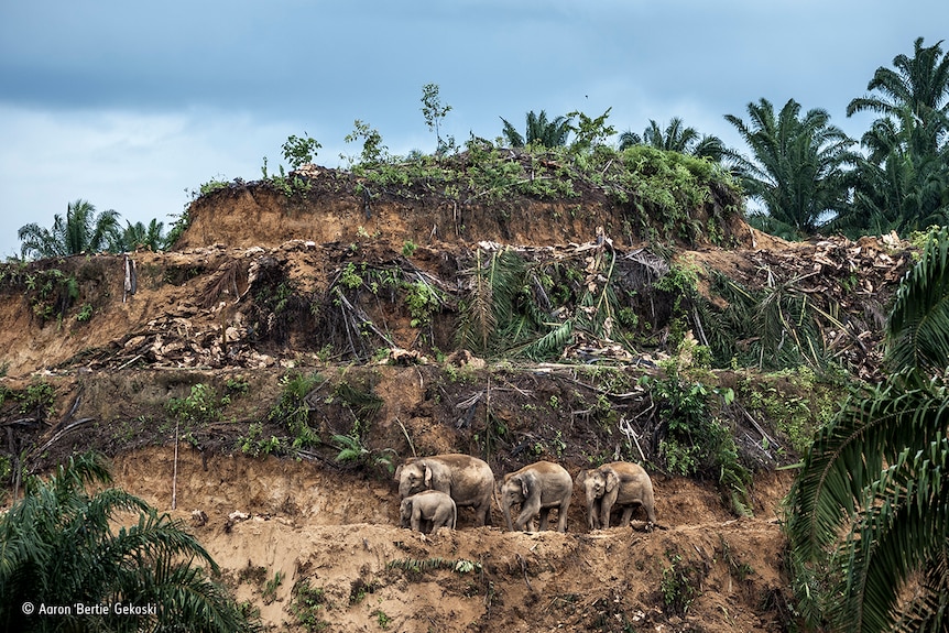 Four elephants walk through cleared rainforest
