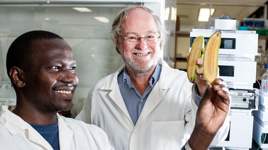 Designer bananas 'to save thousands of lives'