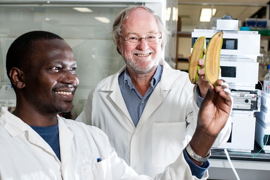 Professor James Dale in his Brisbane lab with a the genetically modified banana.