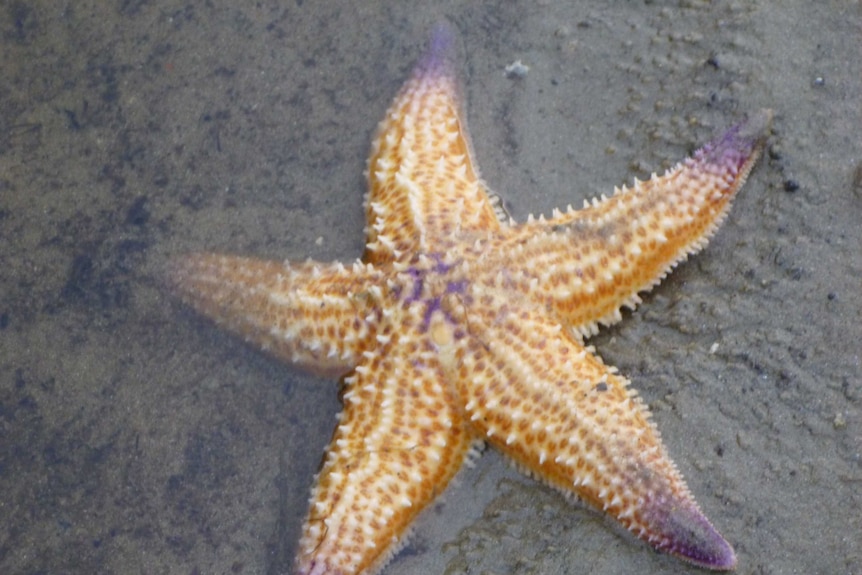 A North Pacific Seastar found at Tidal River.