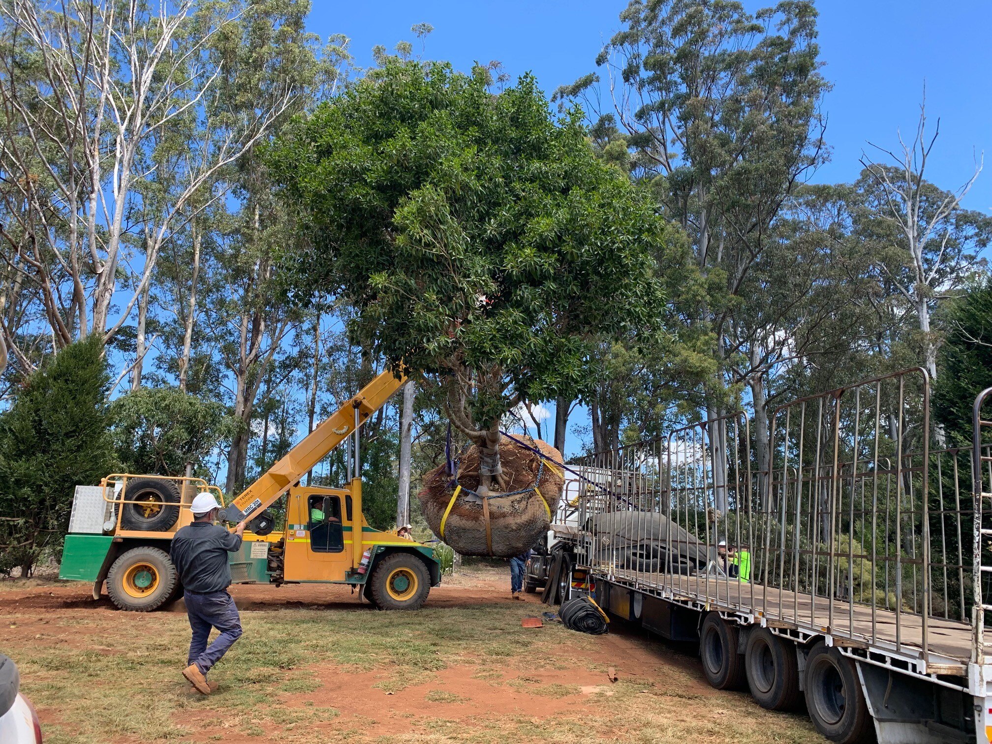 Australian Couple Selling Mature Trees Around the World AusBonsai