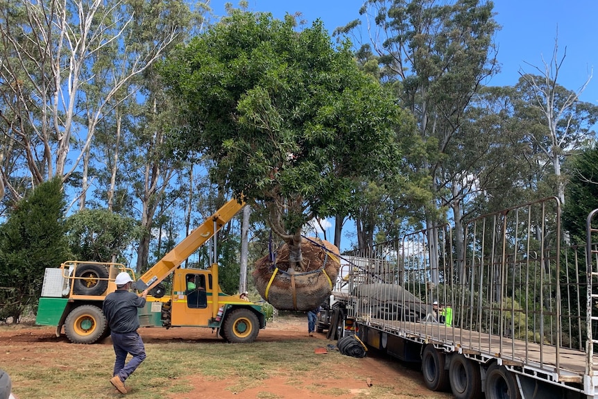 Image of a 17 year old tree being loaded for delivery