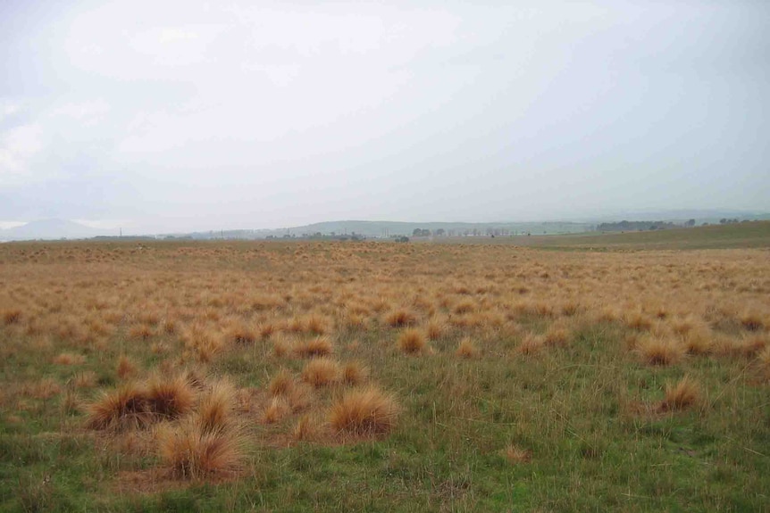 Sprayed weeds called Serrated Tussock in grasslands reserve in Canberra. Good generic.