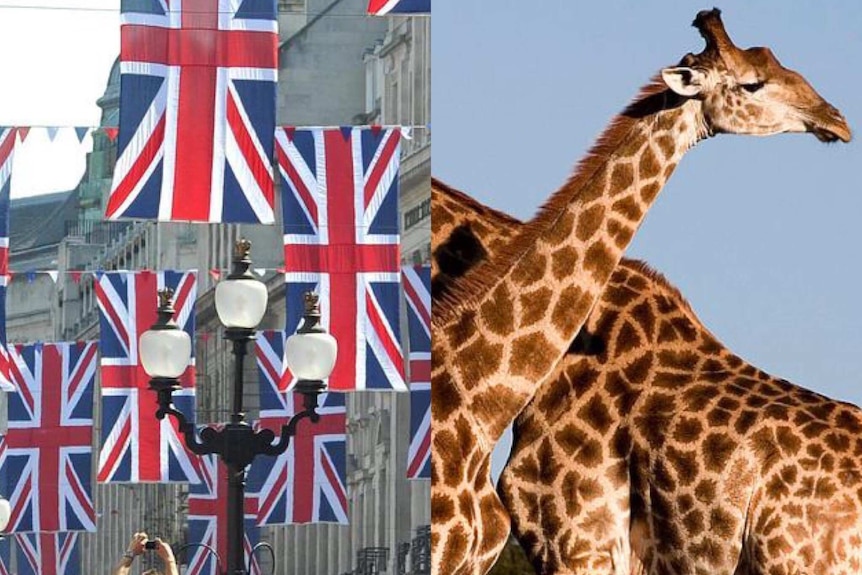 A composite image of a tourist photographic Union Jacks in London and a pair of giraffes.