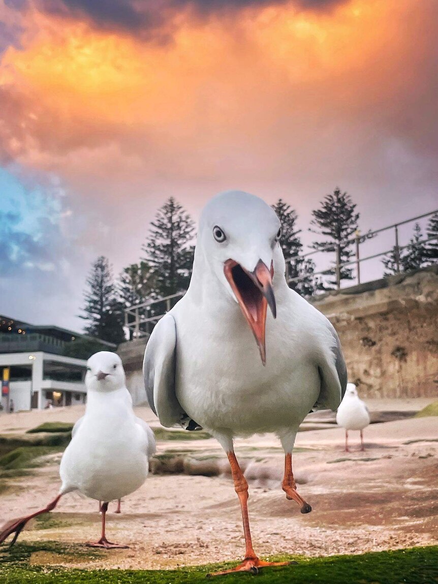Loud in The Cloud Seagull