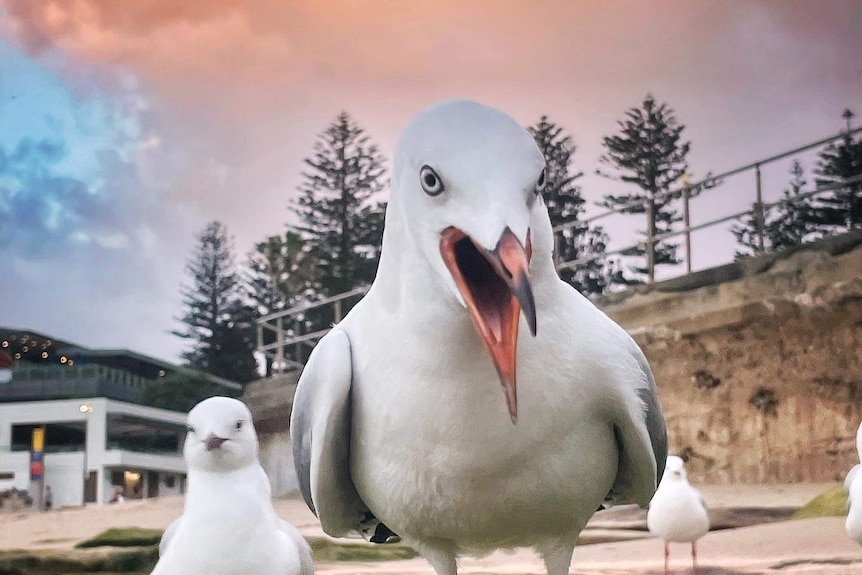 An angry looking seagull is making a very direct approach towards you
