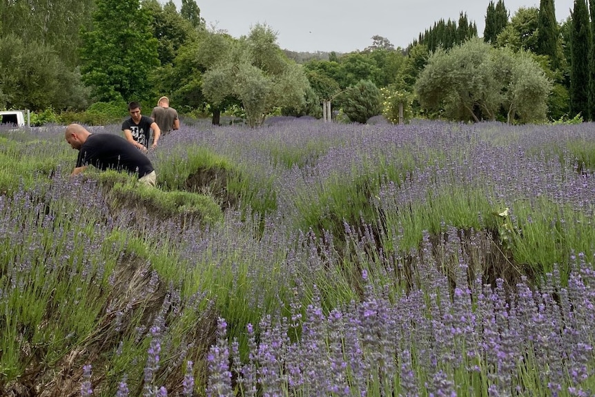 Seasonal workers pick lavender.