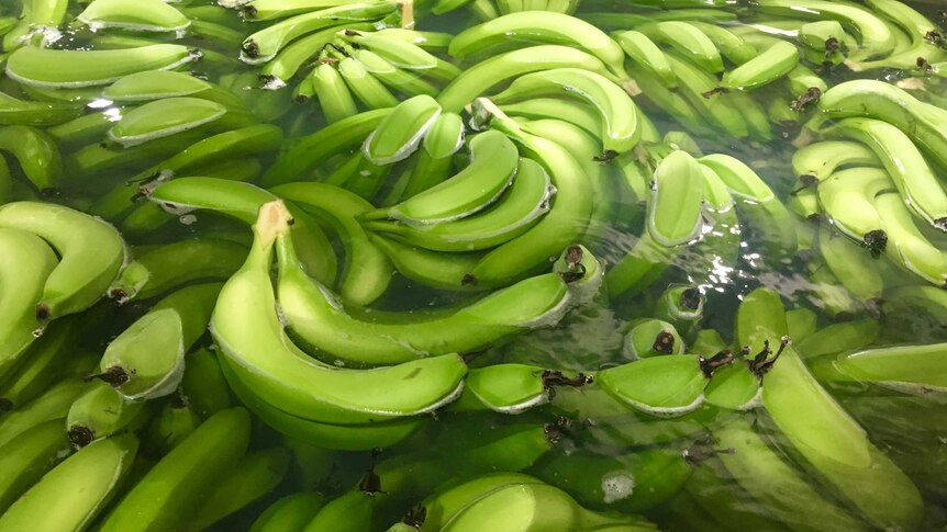 Green Cavendish bananas soak in water.