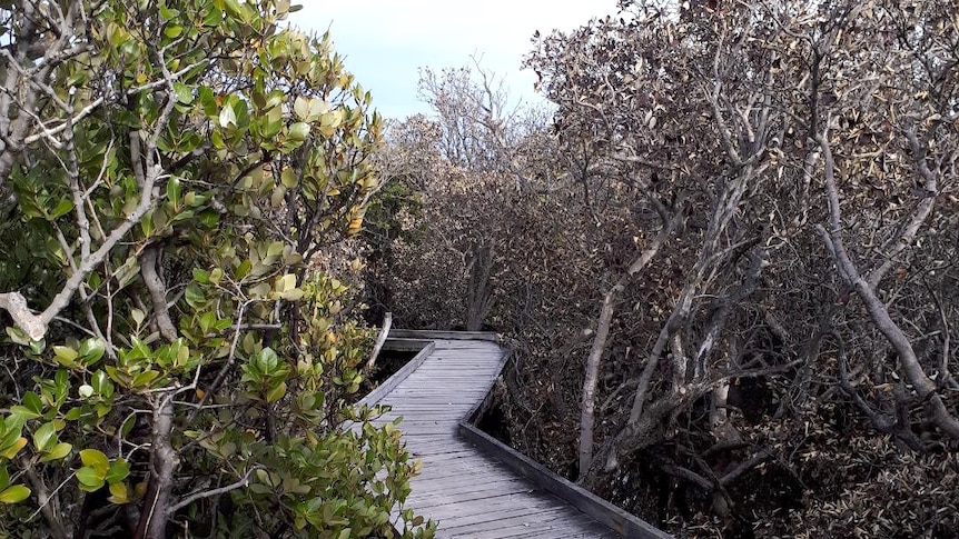 Trees on one side of a boardwalk are brown and dying while those on the other side remain green