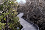 Trees on one side of a boardwalk are brown and dying while those on the other side remain green