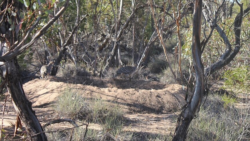 Malleefowl in a bush setting are camouflaged by trees