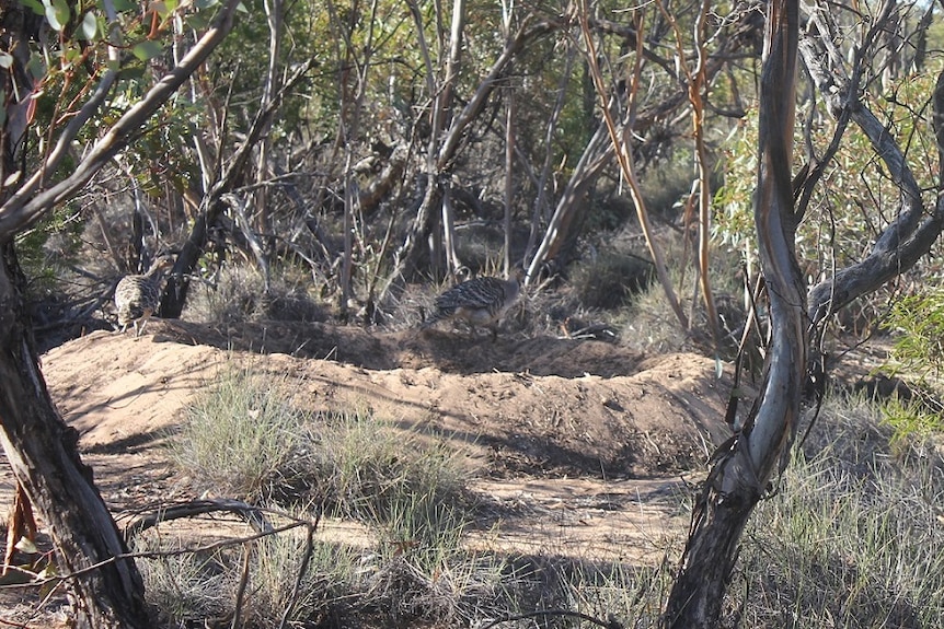 Large birds stand near a mound in an outback setting.