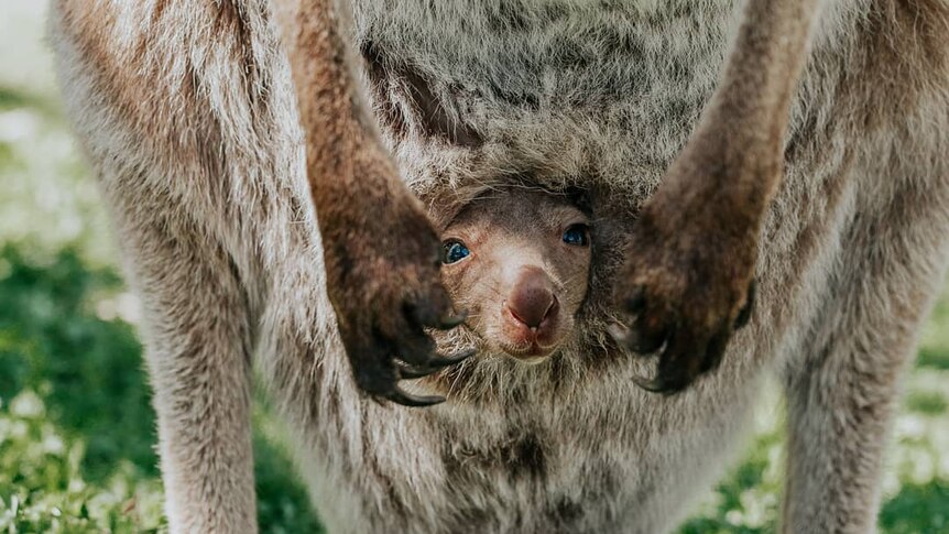 A joey peeks out of its mothers pouch.