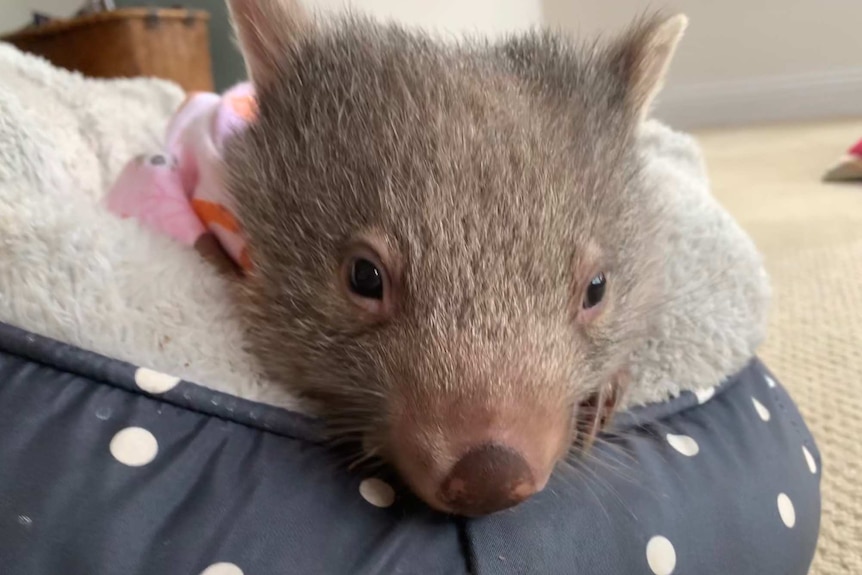 A young wombat in a fluffy pouch inside the home of a wildlife carer
