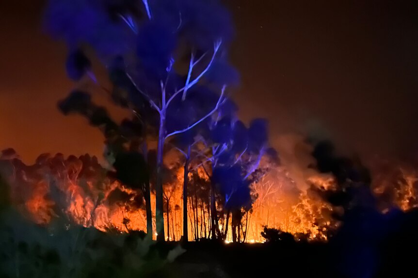 Bushfire burning at night in trees.