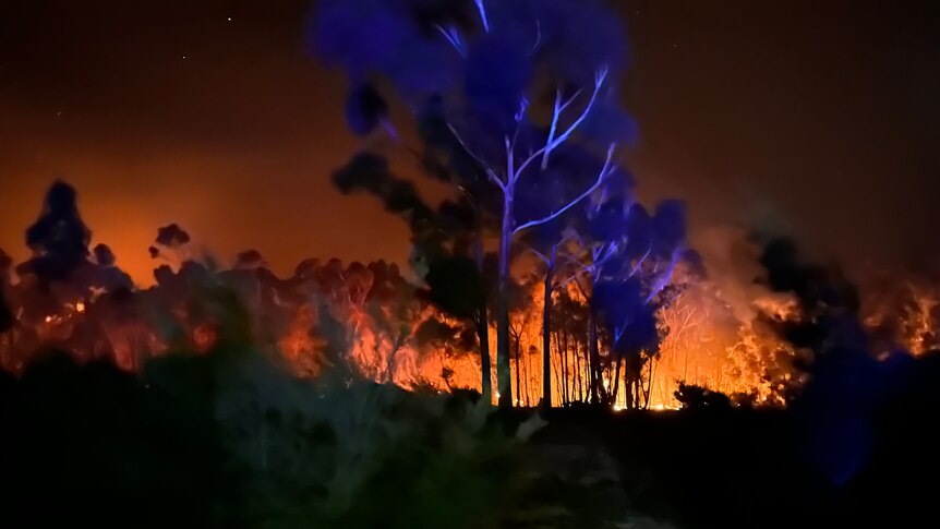Bushfire burning at night in trees.