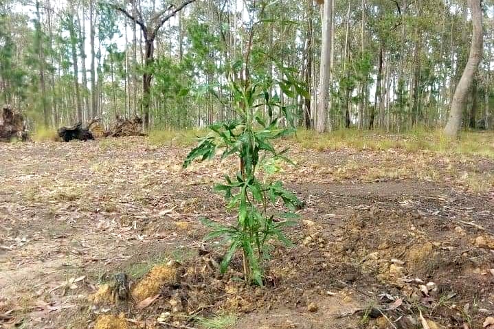 Photograph of a young, newly planted tree in a bush setting