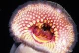 A jawless fish showing its oral disc and teeth.