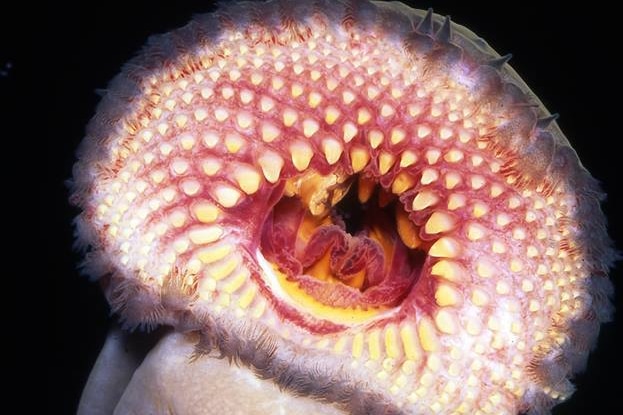 A jawless fish showing its oral disc and teeth.