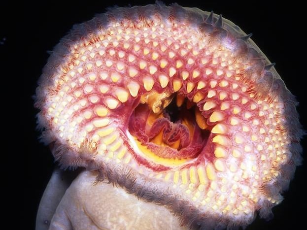 A jawless fish showing its oral disc and teeth.