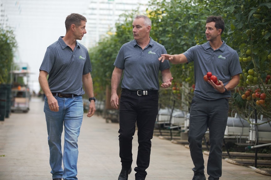  Photo of three men walking between tomato bushes.