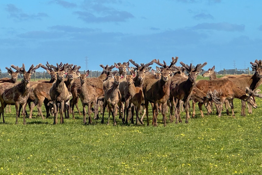 A large amount of male deers in a paddock