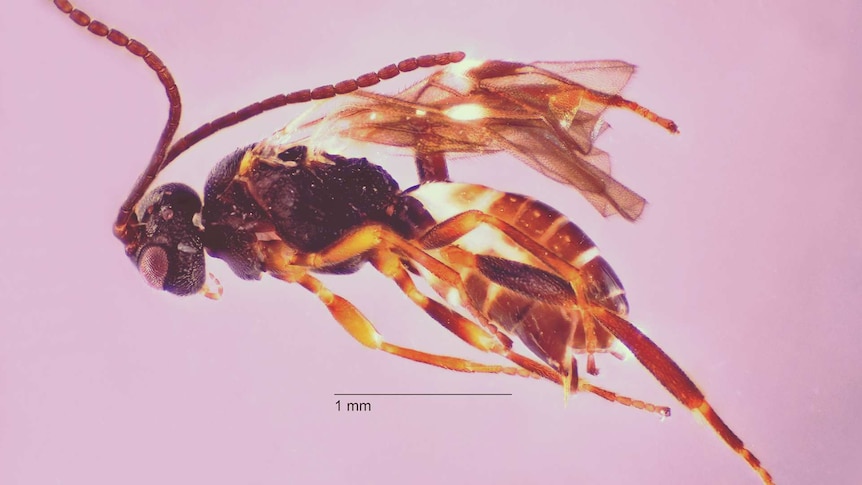 A dead wasp laid out for scientific inspection.