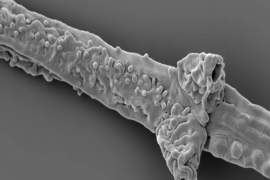 Close up of Tortotubus filament fossil
