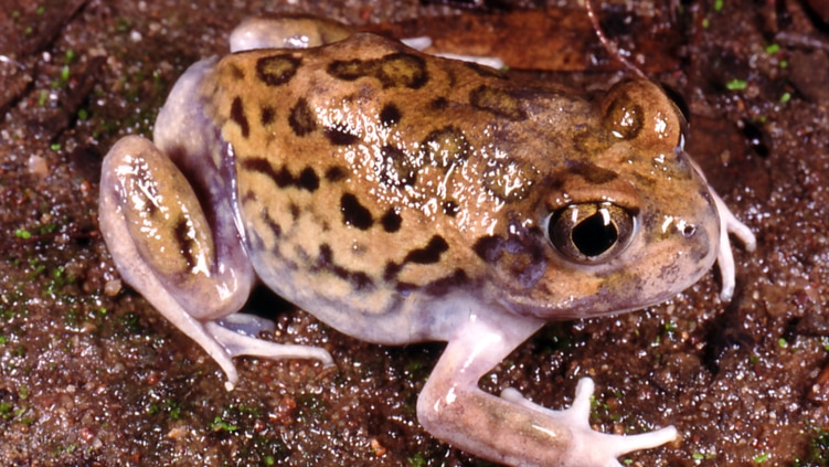 Noisy frogs call for mates in wheatbelt