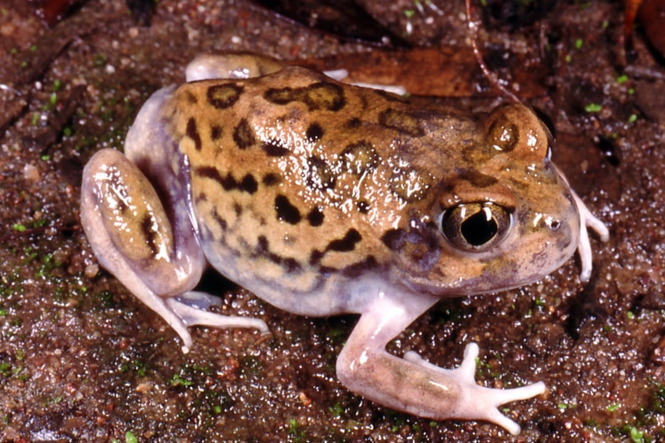 Noisy frogs call for mates in wheatbelt