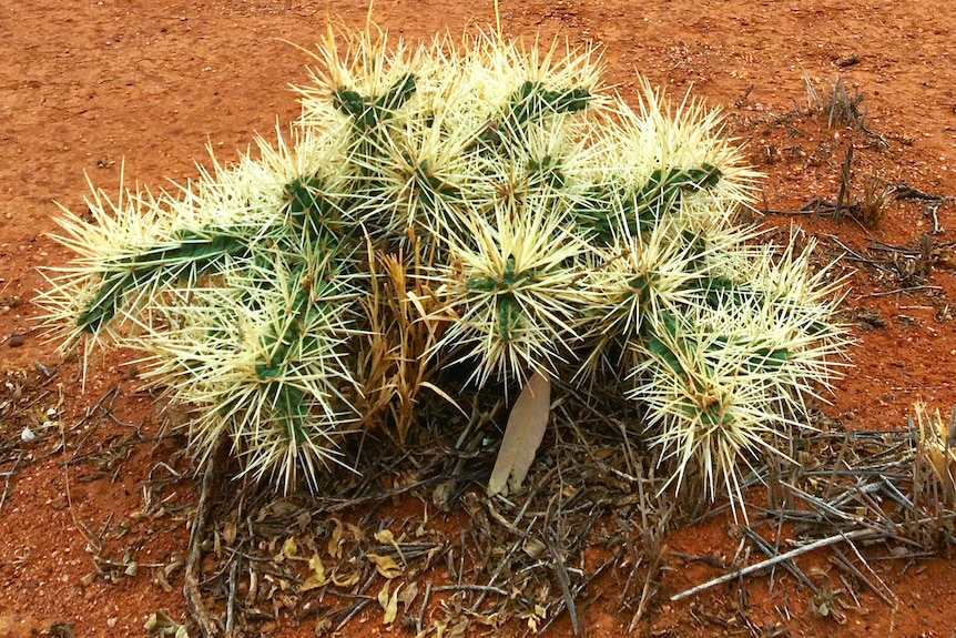 The Hudson pear cactus plant on the red dirt of the Menindee Plains in far west NSW.