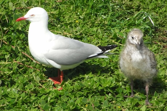 Silver gull and chick.