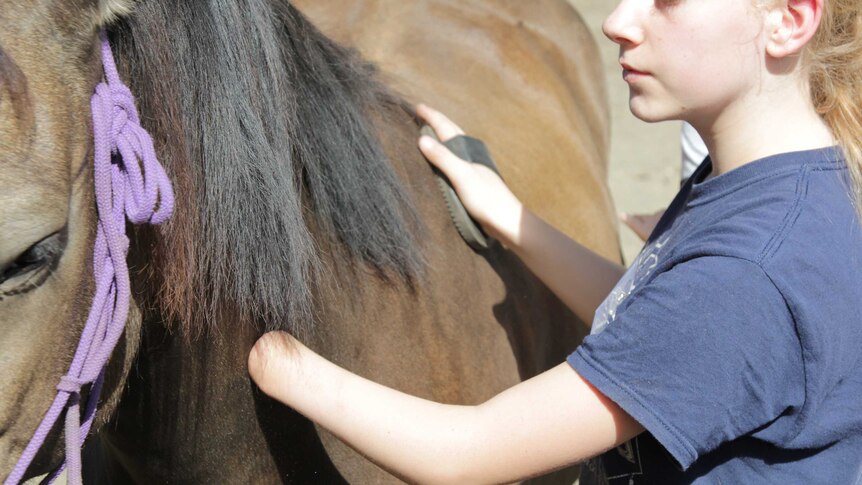 A child with limb difference brushes a horse