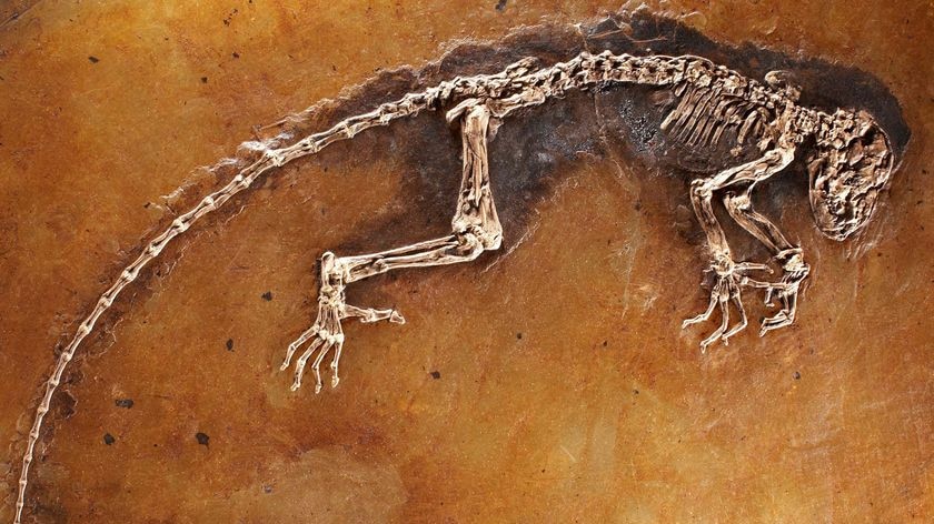 47 million year-old skeleton of the most complete fossil primate ever found is unveiled