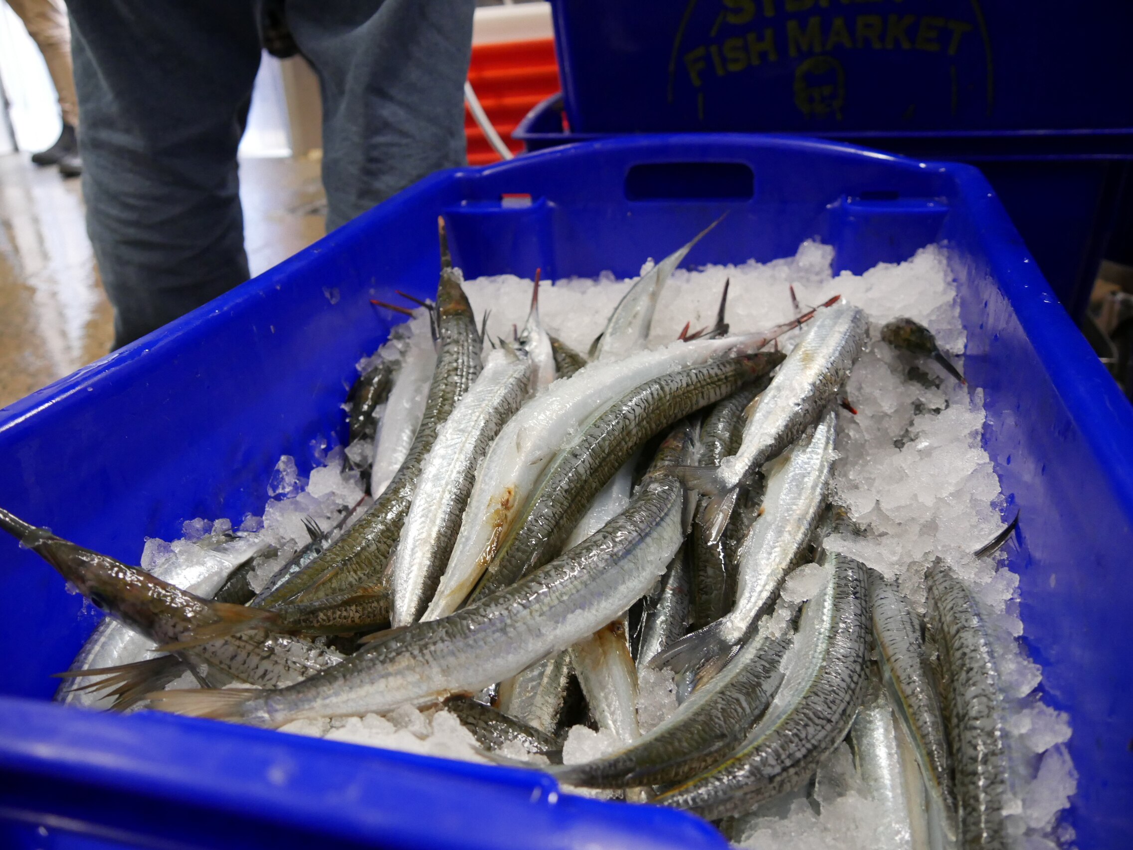 The Phegan’s fish is taken to Kyeema Seafoods in Launceston