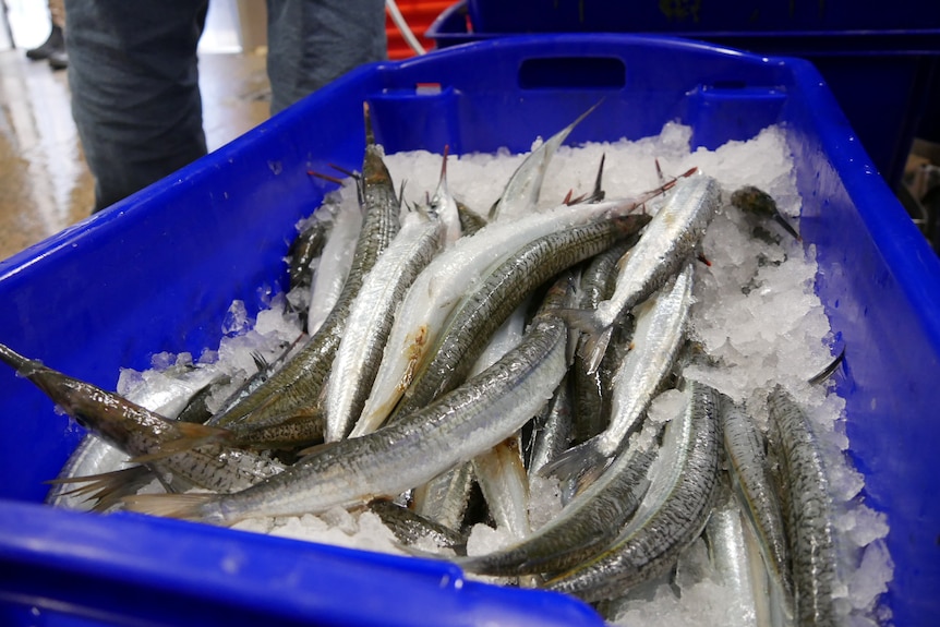 The Phegan’s fish is taken to Kyeema Seafoods in Launceston