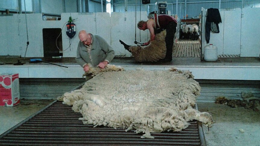 Rex Egerton-Warburton tending to a sheep's fleece in a shearing shed.