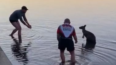 Two men rescue a kangaroo from a lake.